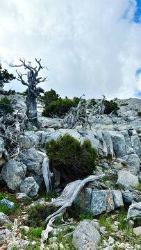 Surviving the Elements: The Resilient Juniper Wood