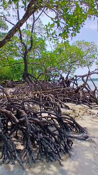 Intricate Mangrove Tree Roots on a Tropical Sandy Beach with Floating Boats in the Background