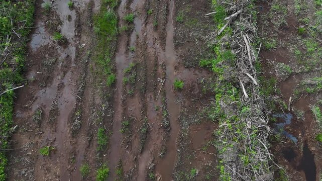 An aerial view showing rows of muddy farmland with wet soil, young shoots, and plant debris