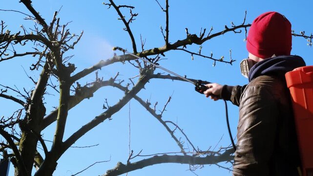 Worker spraying pesticide on a backyard for pest control, close-up, handles orchard. Gardening care work season. Early spring treatment of fruit trees, fungicide. Protecting the garden from diseases.