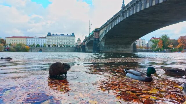 Wet Coypu sits on stone in Vltava River and looks curiously at camera, while wild ducks swim nearby among floating on water surface fallen autumn leaves against backdrop of bridge and Old Prague