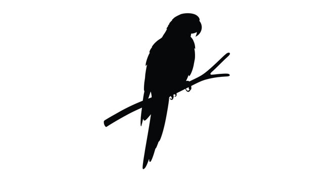 parrot silhouette on branch bird animal wildlife