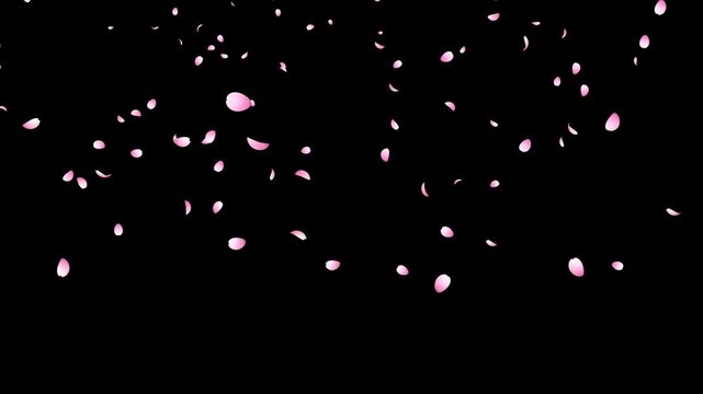 Cherry blossom petals falling animation. Pink cherry petals. Sakura leaves falling. Realistic falling blossoms. Falling petals. Japanese spring concept. Transparent background with alpha channel