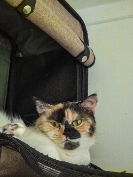 Close Up View of Cute Scottish Fold  Calico Cat with Green Eyes Sitting Inside a Pet Stroller Bag