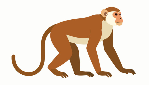 A brown monkey with a light face and tail, on a white background