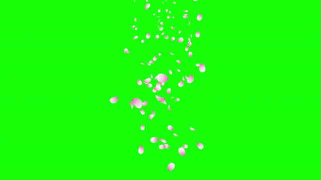 Cherry blossom petals falling animation. Pink cherry petals. Sakura leaves falling. Realistic falling blossoms. Falling petals. Japanese spring concept