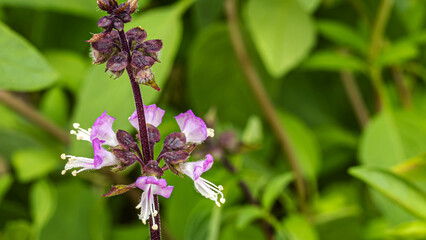 Fototapeta premium Flower with purple and white petals growing among green leaves in a garden setting during daylight