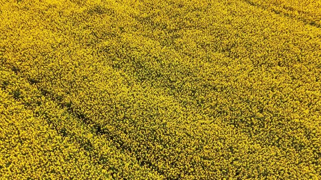 A wide field filled with yellow flowering plants stretches out under the blue sky. Rows of flowers create patterns as they bloom in spring. Bees and insects can be seen buzzing around.