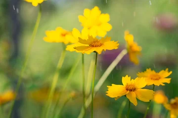 Yellow cosmos flowers in the rain on a sunny day in the garden, selective focus © Yulia