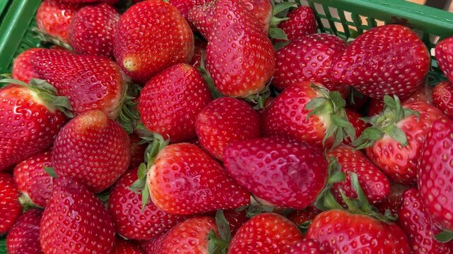 Ripe red strawberries green box closeup, packed in plastic crate at bustling fruit market, glossy skin and visible seeds, vibrant