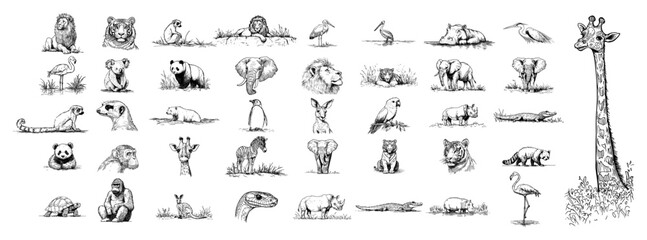 Wild animals and zoo wildlife sketch icons set vector, hand drawn safari and jungle creature collection © Luka