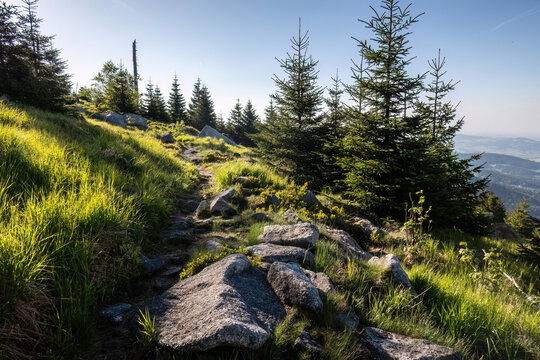 Mountain footpath winding through granite boulders, spruce forest and heathland near Dreisessel ridge