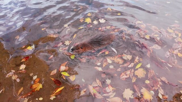Top view of Coypu swimming in water among vivid fallen autumn leaves, wild duck swims nearby. View from above on Nutria swims in river covered with falled vibrant fall foliage floating on surface