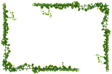 vine frame leaf vine Isolate on transparent background PNG file © sarayut_sy