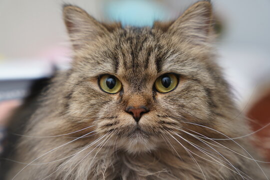 angry cat