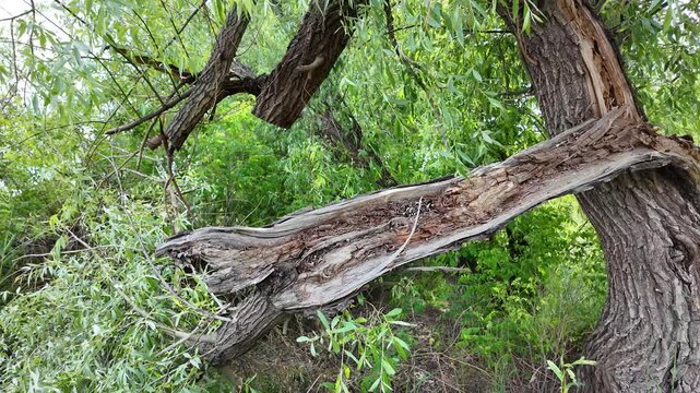 Close-up of a severely broken and splintered tree branch hanging from the main trunk in a wild green forest. Damaged wood texture surrounded by lush summer foliage and tall grass outdoors.