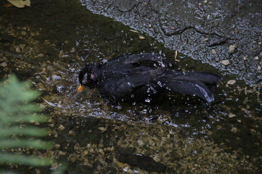M&auml;nnliche Amsel beim Baden