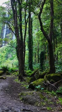 Scenic tropical forest with cascading waterfalls at Poco da Ribeira do Ferreiro on Flores Island in the Azores Portugal