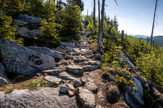 Mountain footpath winding through granite boulders, spruce forest and heathland near Dreisessel ridge