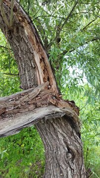 Close-up of a severely broken and splintered tree branch hanging from the main trunk in a wild green forest. Damaged wood texture surrounded by lush summer foliage and tall grass outdoors.
