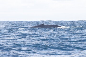 Fototapeta premium Blue Whale in Atlantic Ocean surface. Whale Watching activities in Azores, Isla San Miguel. The Whale back breaching the surface of the ocean