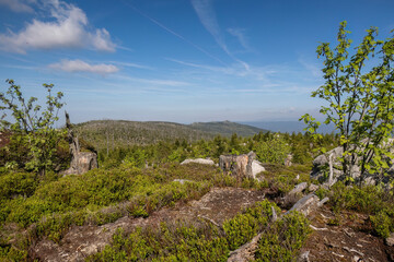 Fototapeta premium Natural forest regeneration with young spruce growth and view toward Dreisessel peaks in the Bavarian Forest