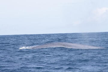 Fototapeta premium Blue Whale in atlantic ocean. Azores Whale Watching during mating season. 