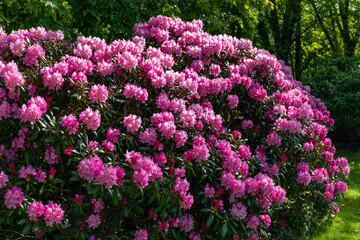 Obraz premium Bright pink rhododendron bush in the park with plenty blooming flowers. Nova Zembla