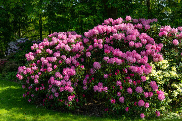 Obraz premium Bright pink rhododendron bush in the park with plenty blooming flowers. Nova Zembla
