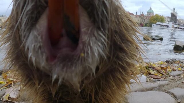 Coypu walks along cobblestone embankment of Vltava River covered with fallen autumn leaves, approaching camera closely and curiously looking into camera lens and sniffing it, in Old Prague background.