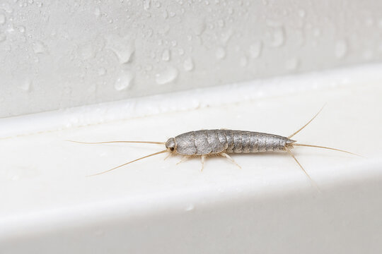 Silverfish insect crawling on a wet white bathroom tile. Macro photography of a crawling bug in a domestic house. Pest control and home hygiene infestation concept for extermination