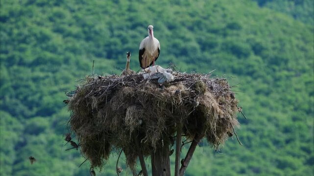 A stork stands protectively over its chicks in a nest set against a vibrant green hillside. Ideal for wildlife documentaries or educational content.