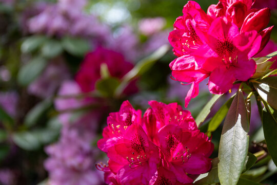 Bright pink rhododendron bush in the park with plenty blooming flowers. Nova Zembla. Close-up