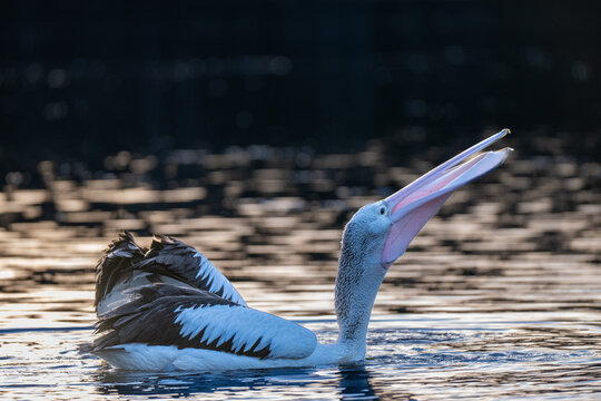 Australian pelican displaying its large pink gular pouch after feeding in reflective wetland water during twilight.
