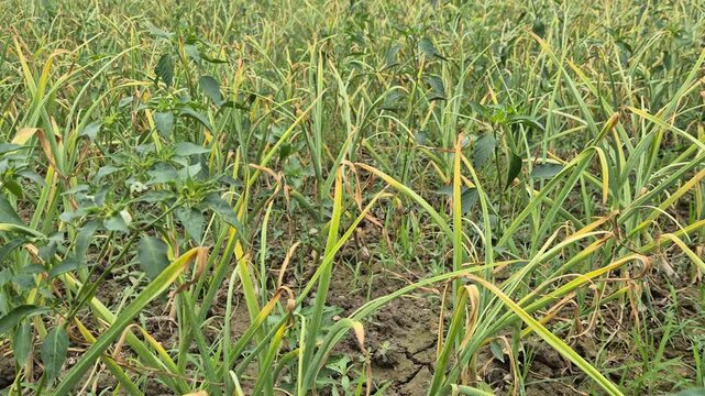 Mixed Cultivation of Chili and Garlic Plants with Yellowing Leaves on Farm