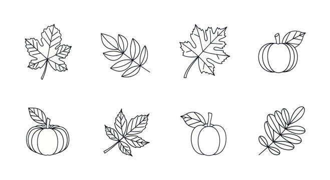 Elegant line drawings of fall leaves and pumpkins perfect for seasonal designs or educational materials.
