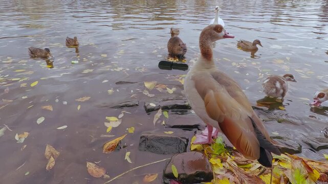 Egyptian goose in autumn time stands on river bank among fallen autumn leaves and looking around, Wild Ducks (Mallards) and Mute Swans are swimming in water, and Coypu (Nutria) is sitting on stone 