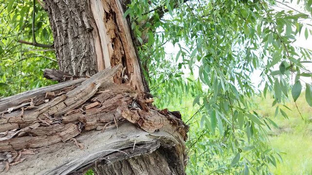 Close-up of a severely broken and splintered tree branch hanging from the main trunk in a wild green forest. Damaged wood texture surrounded by lush summer foliage and tall grass outdoors.