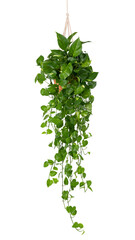 Obraz premium Hanging pothos plant with lush green leaves against a white background.