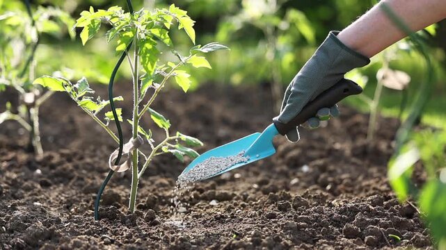 Gardener with shovel adding granulated fertilizer to young tomato plant in garden. Hand fertilizing vegetable seedling in soil using trowel