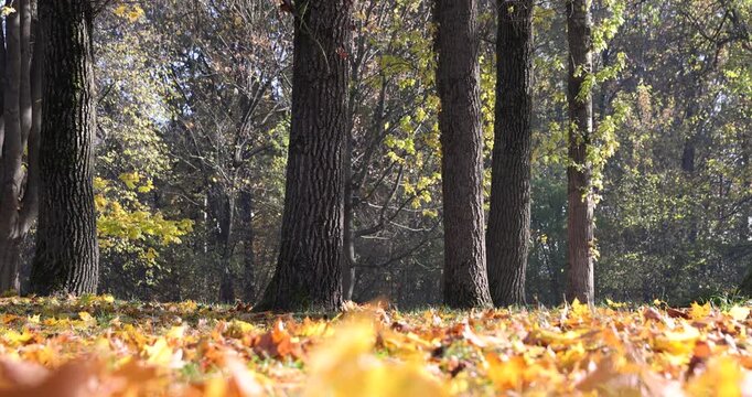 sunrise in the park with autumn foliage in sunny weather, beautiful autumn nature in the park with deciduous trees and lots of maple trees with falling foliage