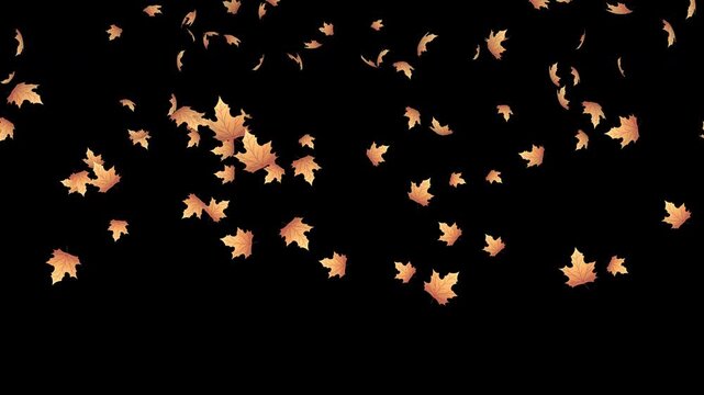 Falling autumn leaves animation. Autumn leaves fall animation. Autumn maple leaves falling on background. Autumn leaves. Motion nature scene. Transparent background with alpha channel