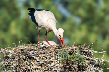 Fototapeta premium White storks on the nest.