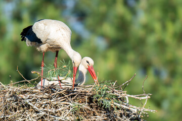 Fototapeta premium White storks on the nest.