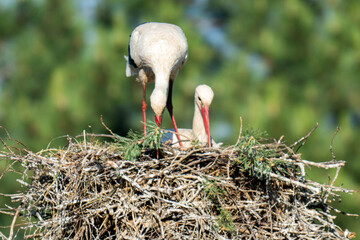 Fototapeta premium White storks on the nest.