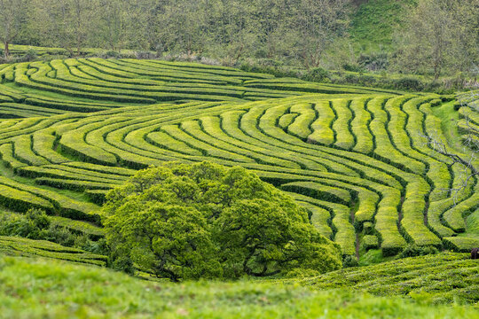 Terraced tea plantation landscape with curved rows of green bushes on rolling hills