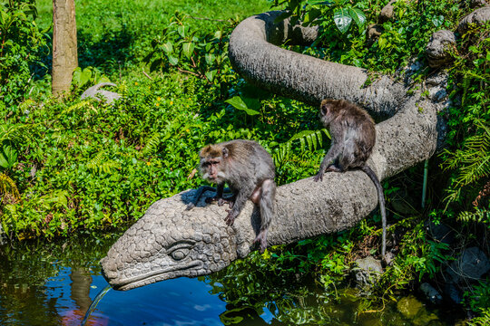 Long-tailed macaques perched on a stone dragon sculpture in a garden in Ubud