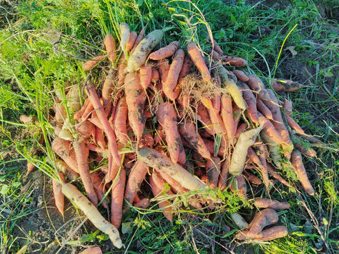 Pile of freshly harvested carrots, Freshly harvested organic carrots piled on the ground during autumn harvest