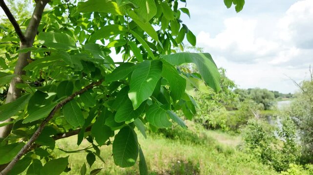Close-up of vibrant green walnut tree leaves illuminated by bright summer sunlight. Fresh foliage on a branch creating beautiful shadows against a blurred natural garden and grass background.