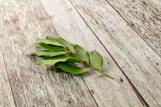 Fresh green laurel leves for cooking
